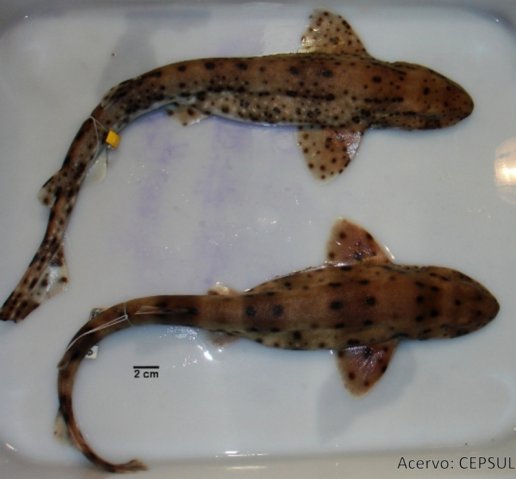 Scyliorhinus haeckelii(Cação-gato-pintado)